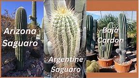 How to Distinguish Saguaro, Terscheckii, and Cardon Columnar Cactus