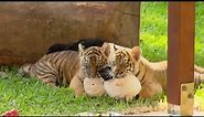 Growing Up With Twin Tiger Cubs | Tigers About The House | BBC Earth