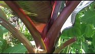 GARDENING GUIDE: How to grow Bananas : The RED Abyssinian Banana - Ensete maurelii Banana Care Tips