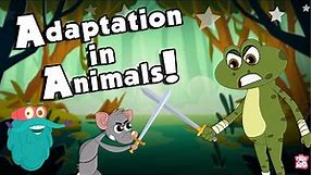 ANIMALS ADAPTATION | How Adaptation In Animals Work? | The Dr Binocs Show | Peekaboo Kidz