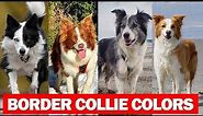 Border Collie Colors And Pattern | Gorgeous Border Collie Colors And Pattern That are popular today