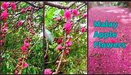Malay Apple Tree Flowers ( Syzygium Malaccense) |Malay Rose Apple