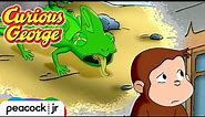 Lizard on the Loose! | CURIOUS GEORGE