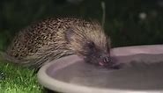 Our Planet - Please think of thirsty hedgehogs and offer...