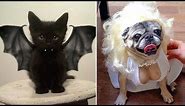 Most Creative Halloween Costumes for Pets