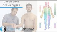 Upper Limb Dermatomes | Clinical Physio