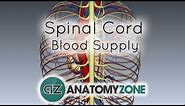 Spinal Cord Anatomy - Blood Supply - 3D Anatomy Tutorial