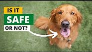 Why Some Golden Retrievers Have A Black Spot On Their Tongue?