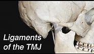 Ligaments of the Temporomandibular Joint or TMJ (Jaw Joint)