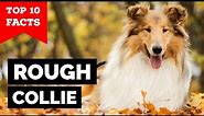 Rough Collie - Top 10 Facts