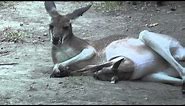 Kangaroo joey in the pouch at Saint Louis Zoo