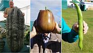 Giant vegetable showdown sees 4 world records broken