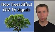How Trees Affect OTA TV Signals from Antennas