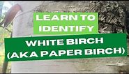 Learn to Identify White Birch (AKA Paper Birch)