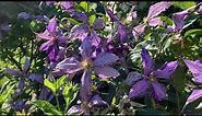 Mid and Late Summer flowering clematis