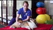 How to do Passive Range of Motion Exercises with Pets