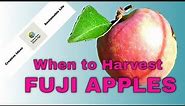 Tips on When to Harvest Fuji Apples