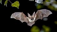 15 Astonishing Facts About Bats