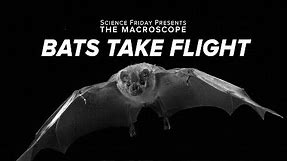Bats Take Flight