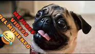 🤣 Animales Momentos más Divertidos del Año 🐶🐱 Videos de Risa de Mascotas