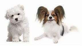All About The Papillon Maltese Mix (Papitese) With Pictures