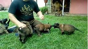 Uzgoj, prodaja i dresura pasa Bratunac - Malinoa štenci