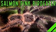 Brazilian Salmon Pink Birdeater (Lasiodora parahybana) Care & Facts