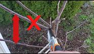 How To Prune 1 Year Old Apple Trees | Modified Central Leader