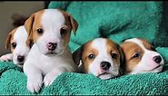 ONE DAY in the life of PUPPIES. Funny Jack Russell Terrier Puppies 5 weeks