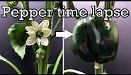 Growing peppers time lapse - flower to fruit in 60 days