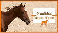 The Wild Desert Horses of Aus, Namibia, Africa