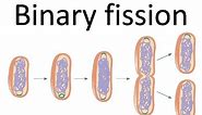 Binary fission of bacteria