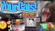 I Turned My Viewers Cats Into Memes