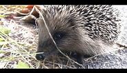 Hedgehog in New Zealand - GHG2NZ