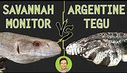 Savannah Monitor vs Argentine Tegu - Head To Head