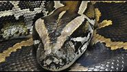 Burmanski piton, zoo vrt Beograd, 1- Deo Burmese python - snake, Zooloski vrt