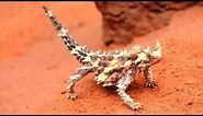 Australia's Dragon-Like 'Thorny Devil' Lizard - Natural Born Thrillers