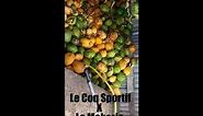 Le Cop Sportif ft La Mokerie - Dlo Coco Prod by Keywan (Audio)