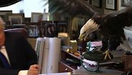 Raw: Bald Eagle Attacks Trump During Photoshoot