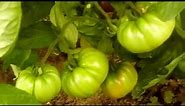 Black Krim Tomato - Crni Krim Paradajz part 2