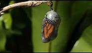 Monarch butterfly emerging time lapse