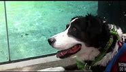 Ray the Service Dog Watches Otters Swimming at the New Los Angeles Zoo South America Exhibit