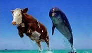 Cow Dolphin
