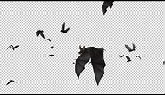 Bats - Swarm Flying Around - Loop