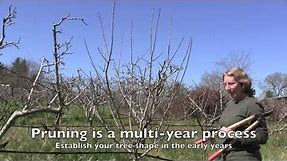 Pruning Apple Trees: How and When For Both Old And Young Trees