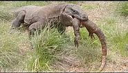 The Rare Moment of an Adult Komodo Dragon Swallowing a Juvenile Komodo Dragon in Seconds