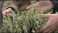 Les bruyères : créer un massif de plantes couvre-sol - Truffaut