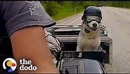 Motorcycle-Loving Senior Husky Get His Own Sidecar | The Dodo Soulmates
