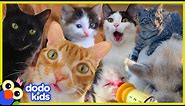 These Cats Did What?! | 30 Minutes Of Cat Stories | Dodo Kids