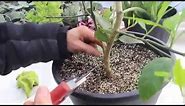 How to Care for Lemon Trees